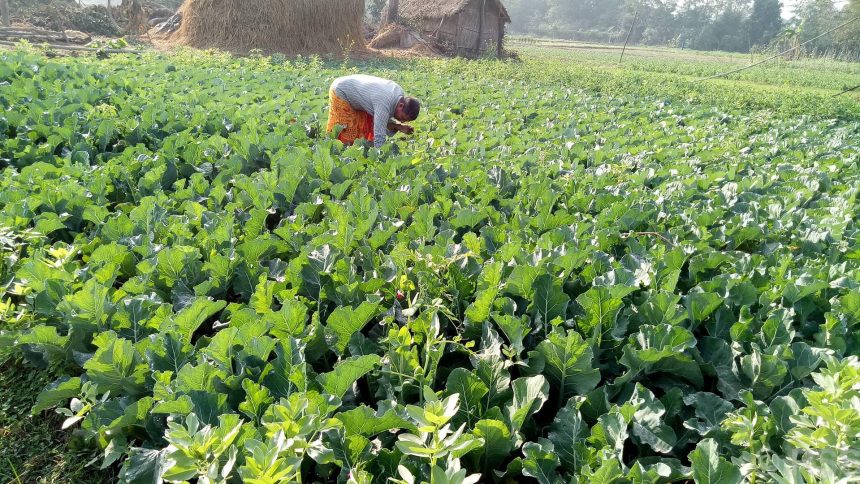 तरकारीखेतीबाटै छोरी डाक्टर र इन्जिनियर